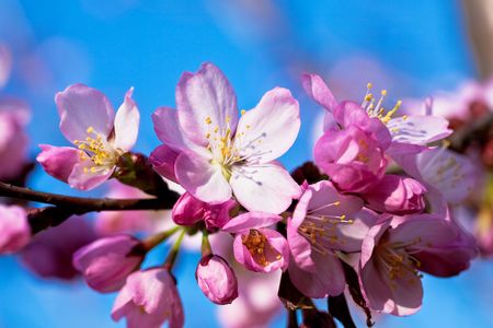 Blooming almond branch close-up against rich blue sky.