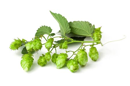 Golden green hops branch, isolated on white.