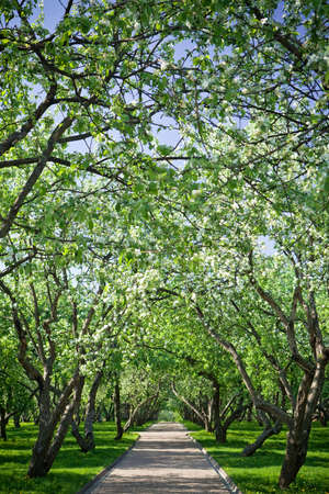 Row of blooming Apple trees in a spring orchard.の写真素材