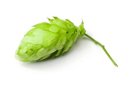 One hop cone close-up, isolated on white.の写真素材