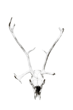Weathered deer skull, black and white, isolated.の写真素材