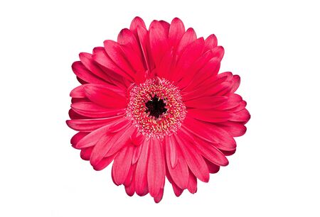Bright pink gerbera daisy isolated on white.の写真素材