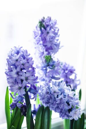 Purple hyacinths on a windowpane on a bright day.の写真素材