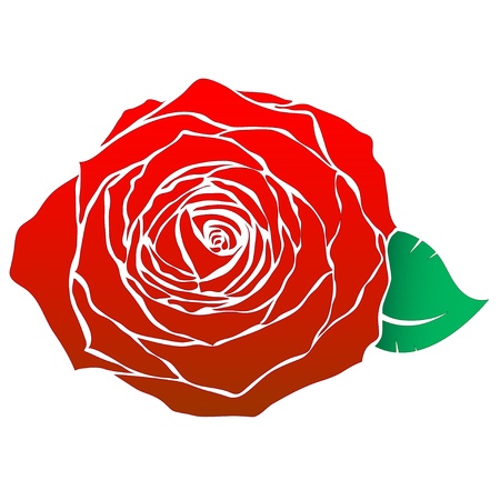 Vector illustration of red rose head with one leaf isolated on white.のイラスト素材