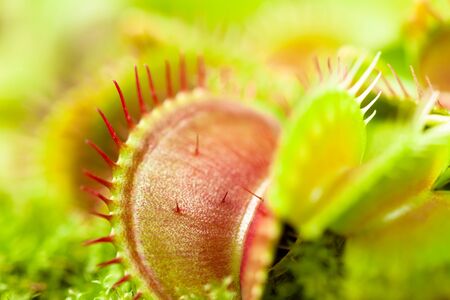 Venus flytrap plant (dionaea muscipula), close-up view, shallow dof.の写真素材