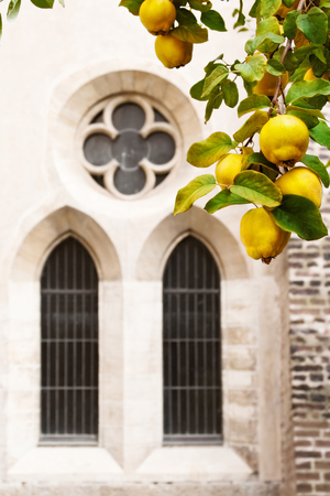 Medieval abbey garden with ripe queen-apple against gothic window.の写真素材