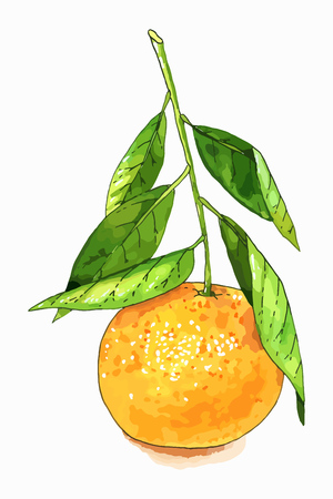 Hand drawn watercolor tangerine fruit with stem and leaves sketch. Vector illustration isolated over white.のイラスト素材