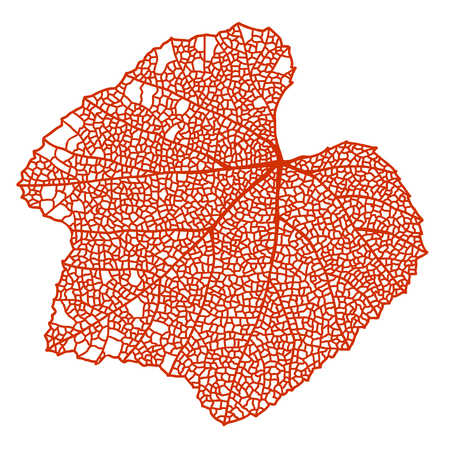 Wild grapes red autumn skeleton leaf, isolated on white.のイラスト素材