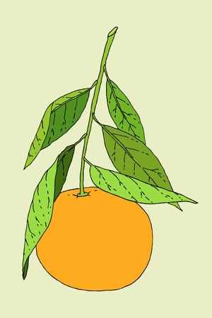 Hand drawn tangerine fruit with leaves.のイラスト素材