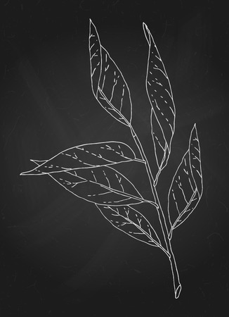 Hand drawn tree branch chalk outline sketch. Vector nature illustration in white over black chalkboard.のイラスト素材