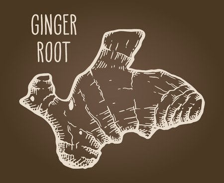 Ginger root in vintage beige isolated over brown background. Hand drawn sketch herbs and spices vector illustration.のイラスト素材