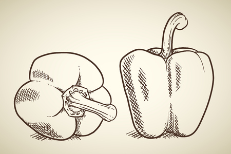 Fresh sweet pepper isolated. Vegetable design element for farm market, vegetarian food recipe. Vector illustration in vintage engraving outline style.のイラスト素材