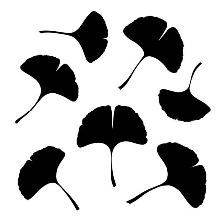 Ginkgo or Gingko Biloba leaves set. Nature botanical vector silhouette illustration, herbal medicine graphic in black isolated over white.のイラスト素材
