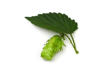 One hop cone and a leaf isolated on white.