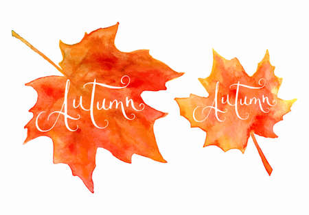 Orange watercolor autumn maple leaves and handwritten word Autumn isolated over white background.のイラスト素材