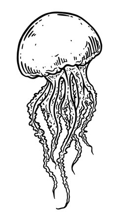 Hand drawn jellyfish isolated vector black and white illustration. Medusa with long tentacles monochrome line art. Sea nature, underwater life animal.のイラスト素材