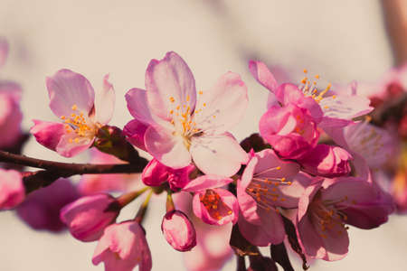 Spring almond branch with pink blossoms against the clear sky in peachy retro colors.の写真素材
