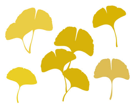 Fall Ginkgo or Gingko Biloba leaves set. Nature botanical vector illustration, herbal medicine graphic isolated over white.のイラスト素材