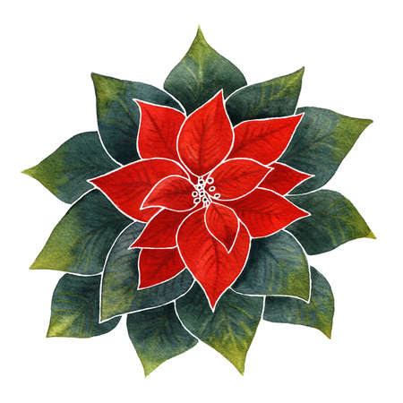 Red and green watercolor poinsettia flower illustration. Christmas and New year holiday traditional clip art. Winter plant hand drawn festive art isolated over white.の写真素材