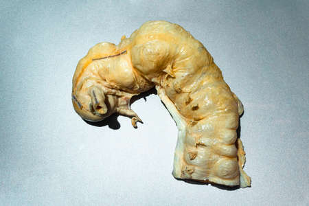 MOSCOW, RUSSIA - MAY 05, 2021: Famous anatomy exhibition Body Worlds where plastinated bodies are exhibited. View of human intestine digestive system.のeditorial素材