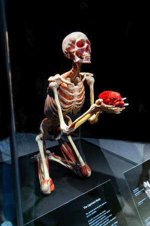 MOSCOW, RUSSIA - MAY 05, 2021: Famous anatomy exhibition Body Worlds where plastinated bodies are exhibited. View of human skeleton holding it's brain.のeditorial素材