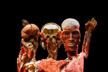 MOSCOW, RUSSIA - MAY 05, 2021: Famous anatomy exhibition Body Worlds where plastinated bodies are exhibited. View of human muscles.のeditorial素材