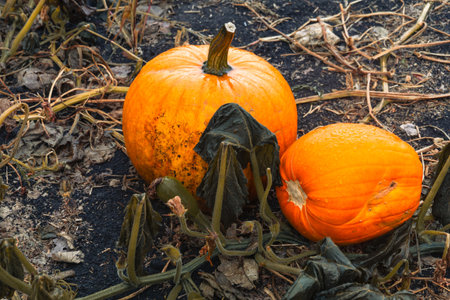 Pumpkin patch field. Halloween pumpkins on a farm closeup. Organic vegetable farming in Autumn during Thanksgiving time. Harvest season in October.の写真素材