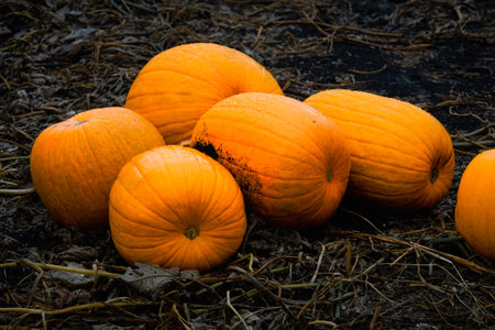 Pumpkin patch field. Halloween pumpkins on a farm closeup. Organic vegetable farming in Autumn during Thanksgiving time. Harvest season in October.の写真素材