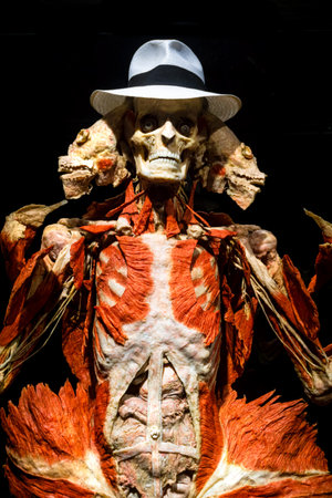 MOSCOW, RUSSIA - MAY 05, 2021: Famous anatomy exhibition Body Worlds where plastinated bodies are exhibited. View of human figure with muscles.のeditorial素材
