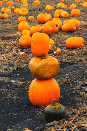 Pumpkin patch field with a pumpkin-man. Halloween pumpkins on a farm. Organic vegetable farming in Autumn during Thanksgiving time. Harvest season in October.の写真素材