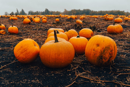 Pumpkin patch field. Halloween pumpkins on a farm closeup. Organic vegetable farming in Autumn during Thanksgiving time. Harvest season in October.の写真素材