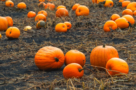 Pumpkin patch field. Halloween pumpkins on a farm. Organic vegetable farming in Autumn during Thanksgiving time. Harvest season in October.の写真素材