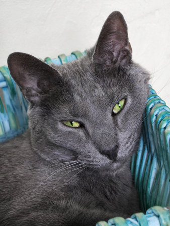 Gray cat with piercing green eyes resting in a decorative basket, radiating calmness and elegance.の写真素材