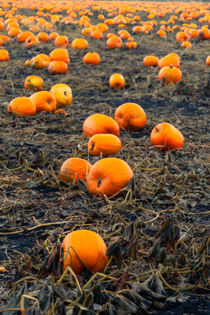 Pumpkin patch field. Halloween pumpkins on a farm. Organic vegetable farming in Autumn during Thanksgiving time. Harvest season in October.の写真素材
