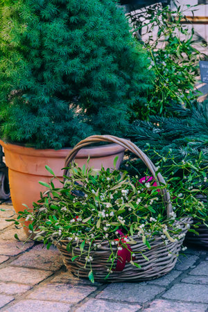 Wicker basket filled with green mistletoe with white berries. Rustic, seasonal outdoor display for holiday Christmas decor.の写真素材