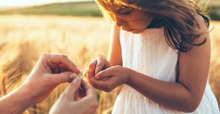 Caucasian mother and her girl looking at the wheat seeds posing in a field against the sunset