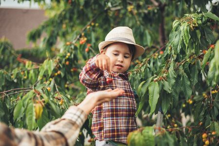 Careful caucasian boy wearing a hat is giving cherries to his mother standing near the treeの写真素材