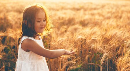 Caucasian girl in white dress walking in a wheat field and touching with hands the seeds during a sunsetの写真素材