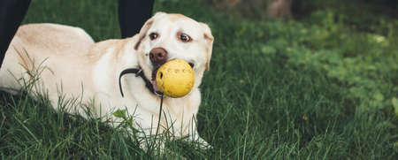 Side view photo of a golden labrador with a ball in his mouth lying on the grass near his ownerの写真素材
