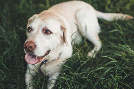 Close up photo of a labrador lying on grass looking at somebody during a summer walk in parkの写真素材