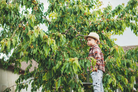 Side view photo of a small boy wearing a hat eating cherries from a tree