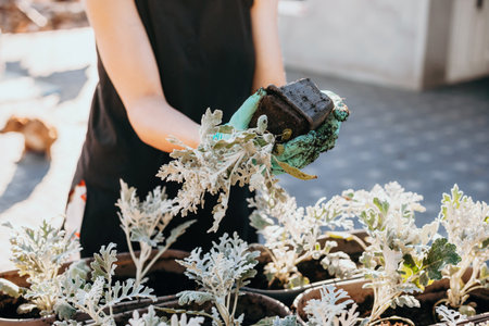 Woman hand planting flowersin the summer garden at home, outdoor. The concept of gardening and flowers. Closeup portraitの写真素材