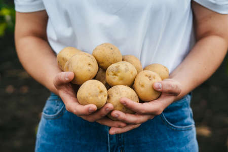 Recently picked potatoes in farmers hands. Close-up portrait. Natural organic nutrition. Healthy lifestyle. Nature farming. Fresh organic vegetable.の写真素材