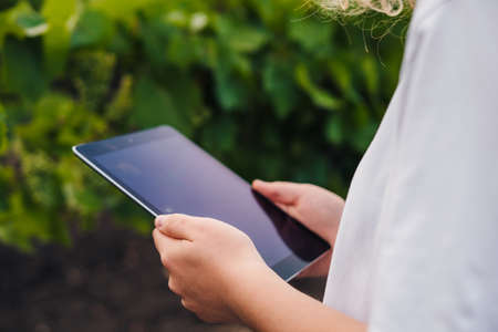 Close-up view of tablet held by female farmer, getting information on the tablet during harvest time in grape field. Smart farming and digital agriculture. woman with tablet working in vineyard in autumn, harvest concept.の写真素材