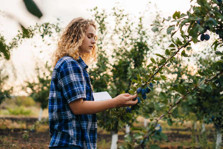 Curly woman farmer examining the quality of the plums on the tree, using digital tablet. Smart farming robotic machine. Modern technology in agricultureの写真素材