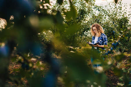 Farmer records data of plum trees with smart phone. Agriculture future market. Tracking production...