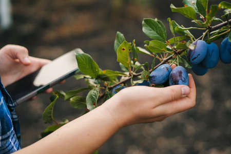 The hand of a farmer checking the fruits of the plum trees by recording the data on the phone. Modern agricultural technology, digital farm, smart farming innovationの写真素材