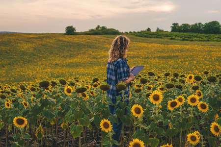 Woman farmer working in the sunflower field, using a mobile app on a digital tablet to write down observations. Smart farm agriculture. Eco industry.の写真素材