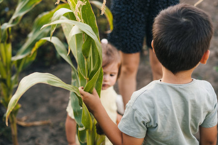 A toddler boy with his mother and sister staying in a field and picking corn. A little farmer in summer. Harvest on farm. Sunny summer dayの写真素材
