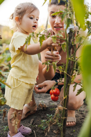 Happy caucasian baby girl harvesting tomatoes with her mother in the country garden. Healthy nutrition garden food. Happy family, childhood. Parent, child. Growing food.の写真素材